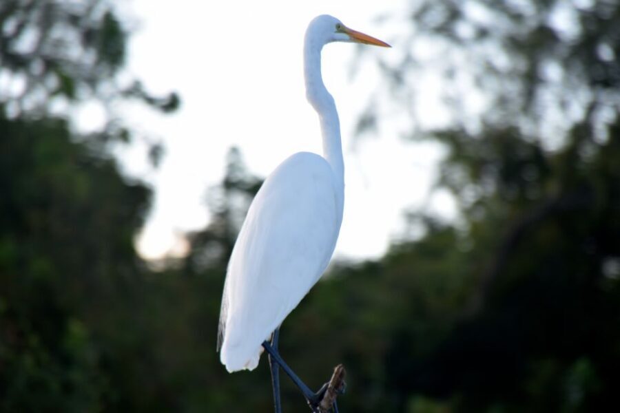 From Lafitte: Swamp Tours South of New Orleans by Airboat - Wildlife moments: alligators up close, turtles, and the birds that show up