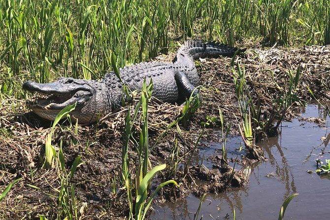 Guided Boat Tour of New Orleans Bayou - Value Check: Is $35 Per Person Worth It?