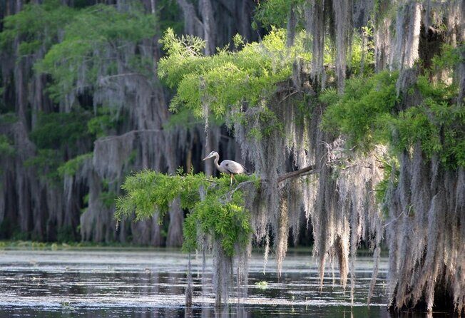 Honey Island Swamp Private Tour with Transport from New Orleans - Key things to know before you go
