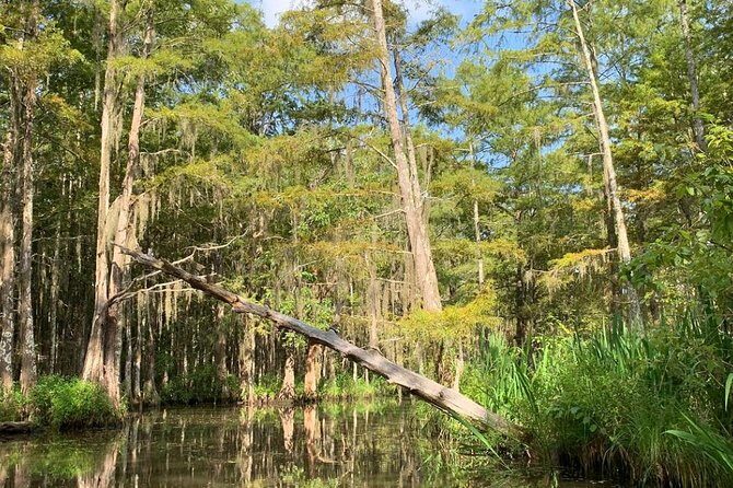 Honey Island Swamp Private Tour with Transport from New Orleans - Cajun Fishing Village Pass-Through and Local Catch Culture