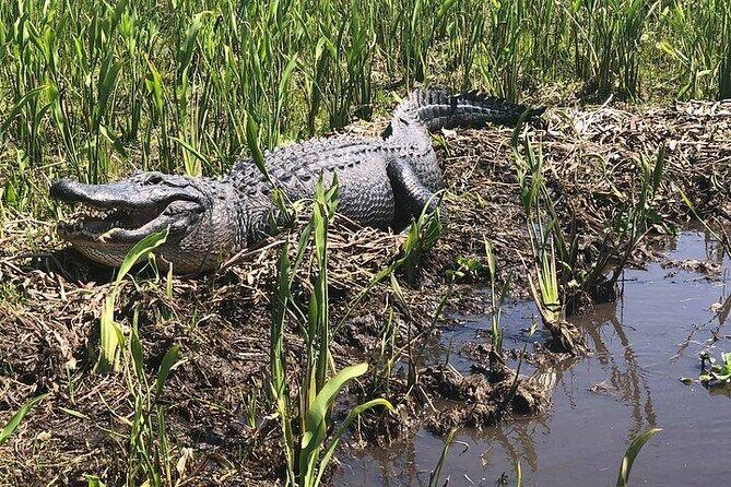 Jean Lafitte 90-Minute Swamp and Bayou Boat Tour - Jean Lafitte Bayou Tour: A 90-Minute Break From City Noise