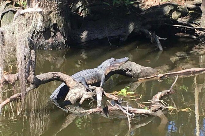 Large Airboat Swamp Tour with Transportation from New Orleans - Timing: How a 4-Hour Day Becomes a Real Chunk of Bayou Time
