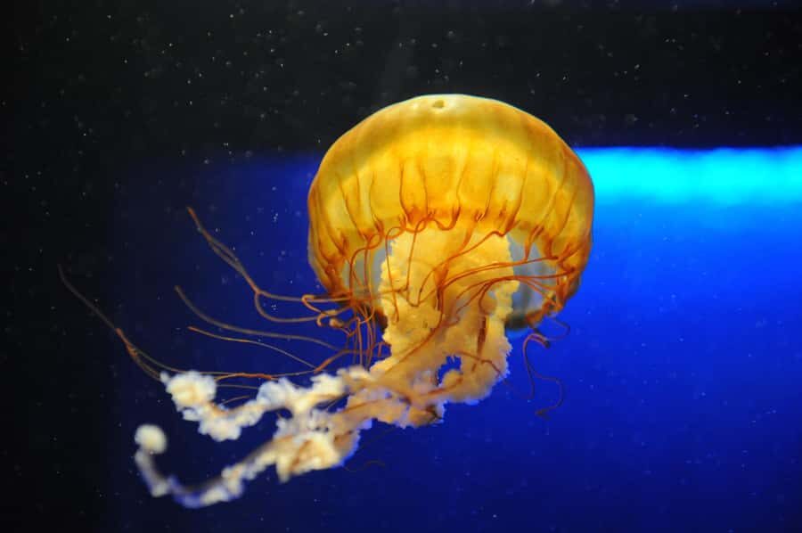 New Orleans: Audubon Aquarium & Insectarium Ticket - Insectarium and Butterfly Garden: Where Detail Gets Serious