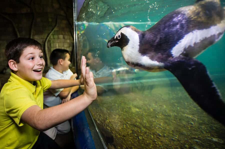 New Orleans: Audubon Aquarium & Insectarium Ticket - Audubon Zoo Combo Upgrades: When the Extra Ticket Makes Sense