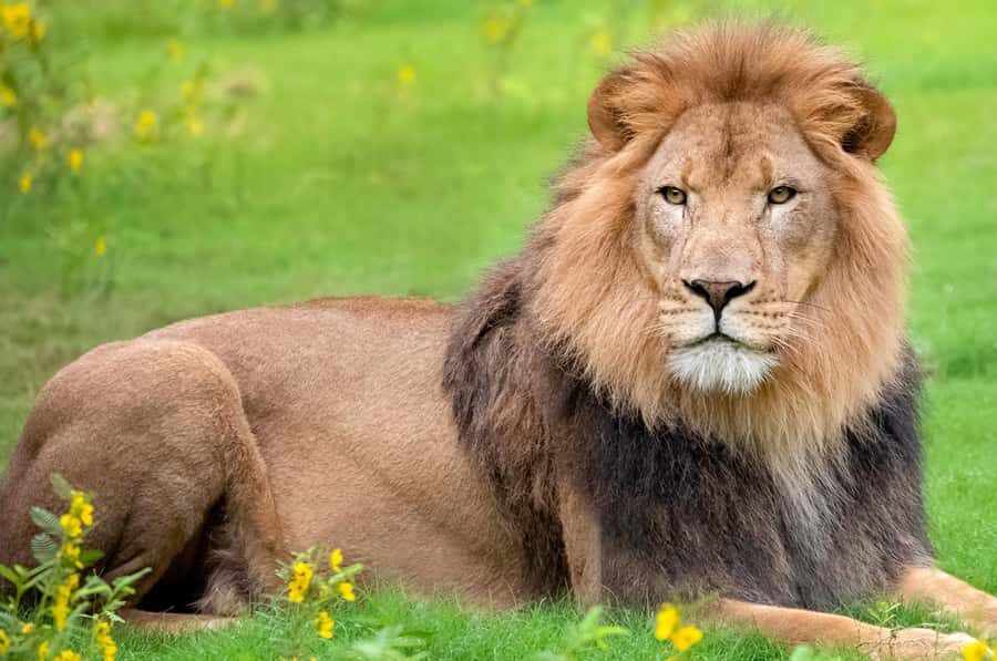 New Orleans: Audubon Zoo Ticket and Combination Option - Key Things I’d Prioritize at Audubon Zoo