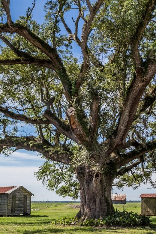 New Orleans: Felicity Plantation Guided Tour - Price and logistics: getting value out of $24
