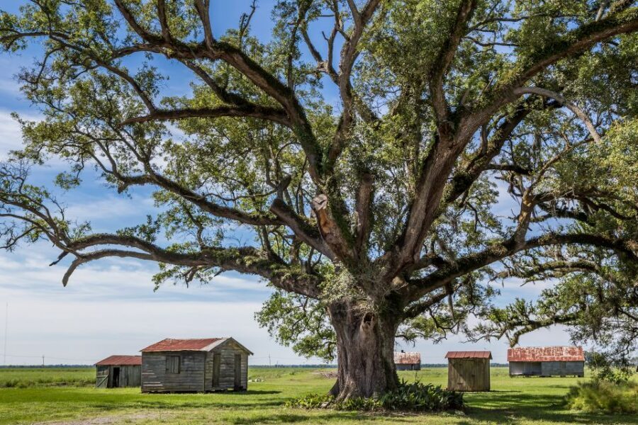 New Orleans: Felicity Plantation Guided Tour - 1844–1847 architecture: Greek Revival with a Creole backbone