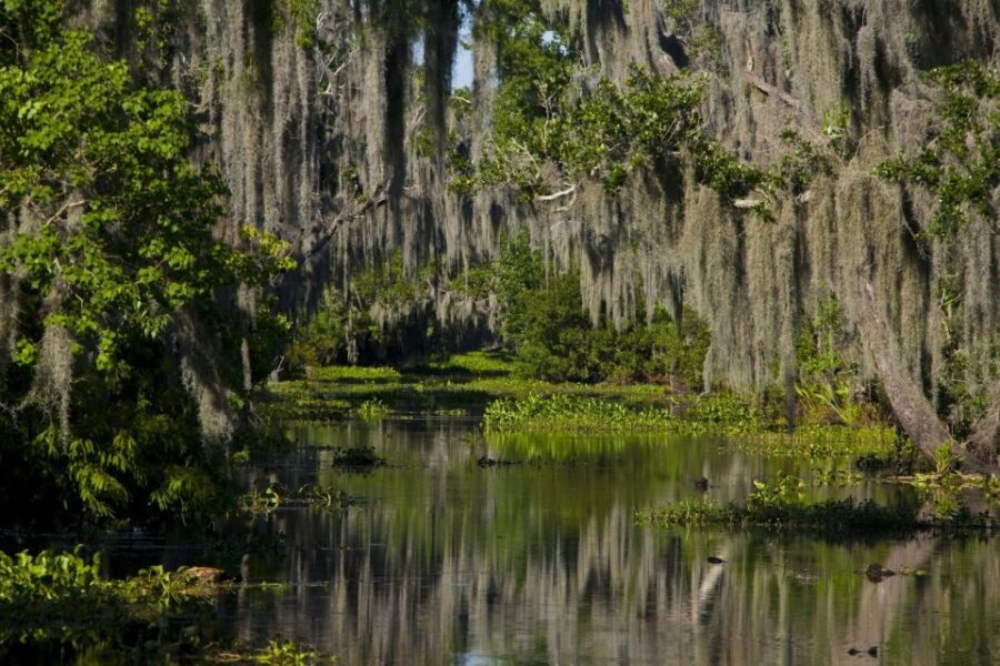 New Orleans: High Speed 16 Passenger Airboat Ride - What You Learn on the Water: Cajun Wetlands Life and Swamp Birdwatching