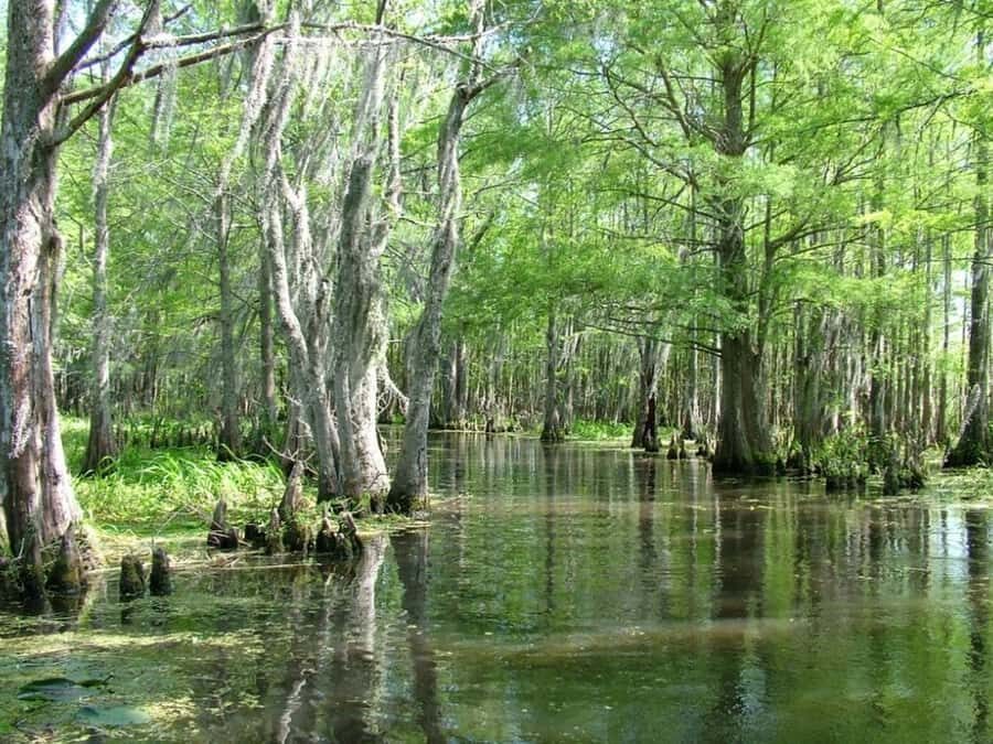 New Orleans: Honey Island Swamp Tour - Price and Value: Is $38 a Fair Deal?