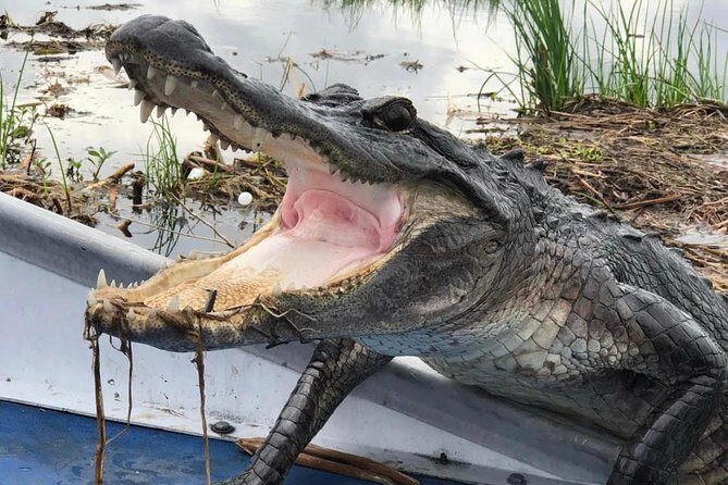 New Orleans Large Airboat Swamp Tour - Quick Hits: What Makes This Airboat Tour a Strong NOLA Choice