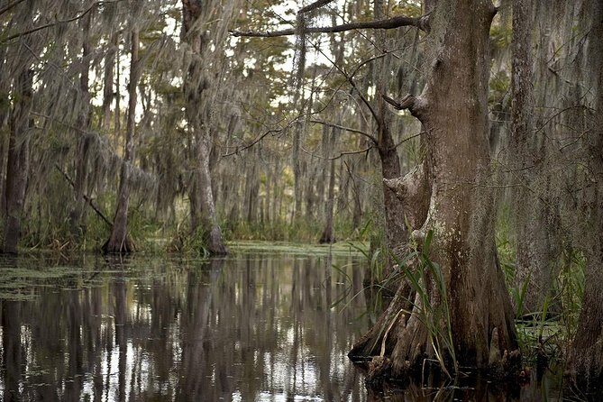 New Orleans Large Airboat Swamp Tour - The Barataria Preserve Stop: Photo Stops and Wildlife Time