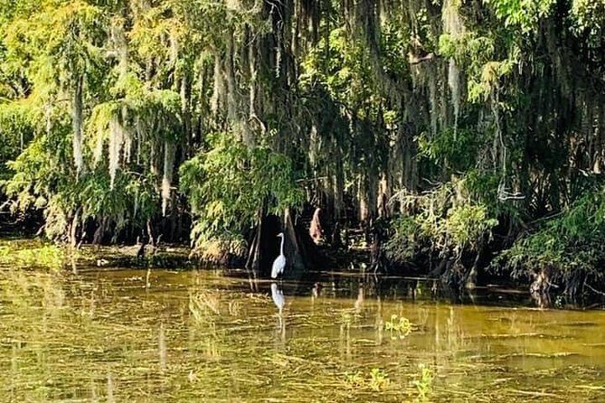 New Orleans Large Airboat Swamp Tour - Alligator Encounters: How to Maximize Your Chances