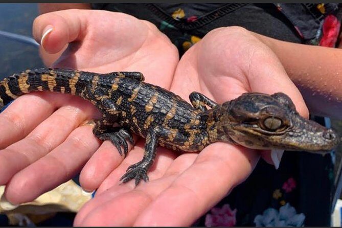 New Orleans Large Airboat Swamp Tour - Your Guide Makes the Difference: Names I’d Watch For