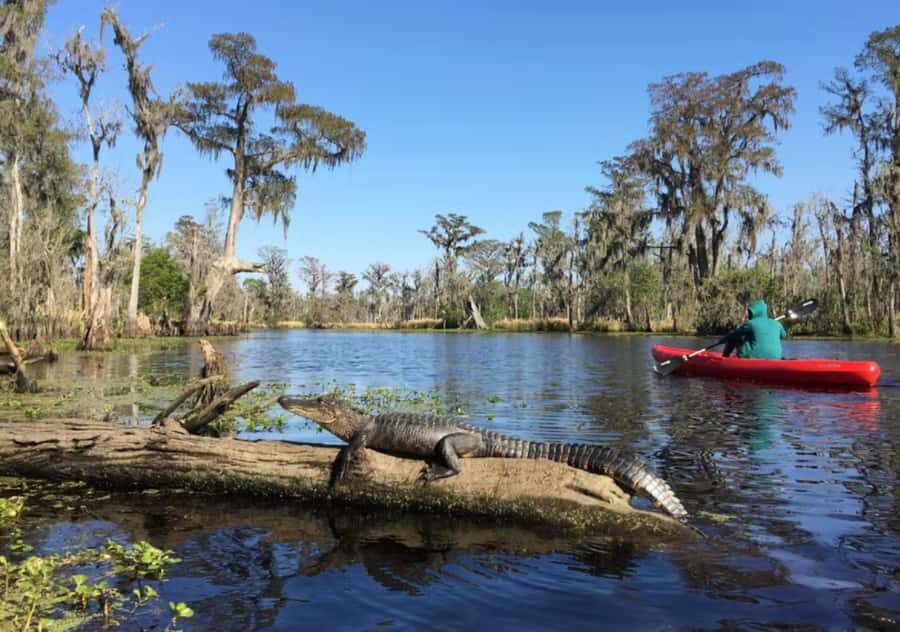 New Orleans: Manchac Swamp Wildlife Kayaking Tour - Why Kayaking the Manchac Swamp Beats a Motorboat