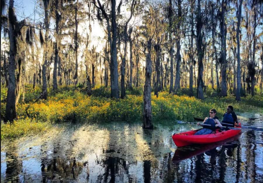 New Orleans: Manchac Swamp Wildlife Kayaking Tour - Guides: The Difference Between Watching and Understanding