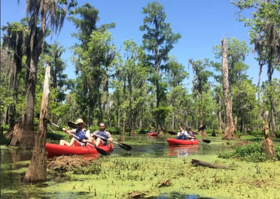 New Orleans: Manchac Swamp Wildlife Kayaking Tour - Quick Booking Reality Checks (The Practical Stuff)