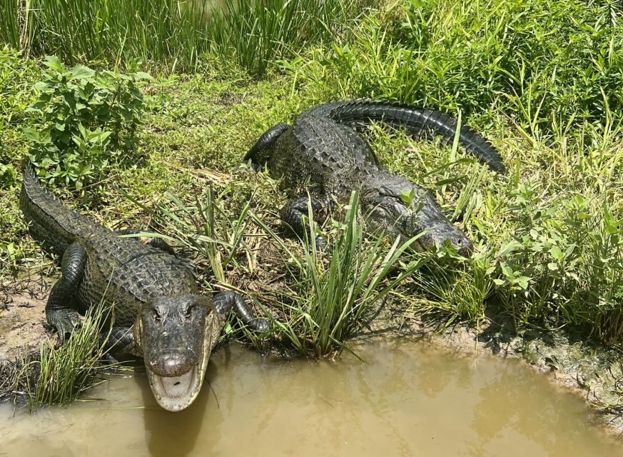 New Orleans: Oak Alley or Laura Plantation & Airboat Tour - Price and value: is $175 per person a good deal?
