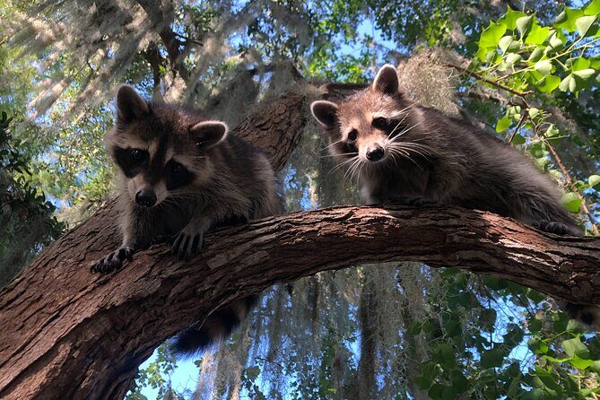 New Orleans Premium Six-Passenger Airboat Adventure - What’s included (and what to plan for)