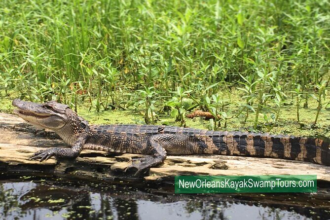 New Orleans Self-Guided Kayak Bayou Swamp Tour - What to pack for a 1-to-2 hour bayou paddle