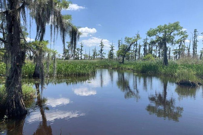 New Orleans Small-Group Airboat Swamp Tour - Wildlife Spotting Reality Check: Alligators, Birds, and Seasonal Odds
