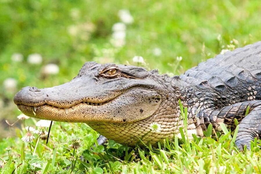 New Orleans: Swamp Boat Ride and Historic Plantation Tour - Destrehan Plantation in the afternoon: French Colonial roots and sugar trade demonstrations