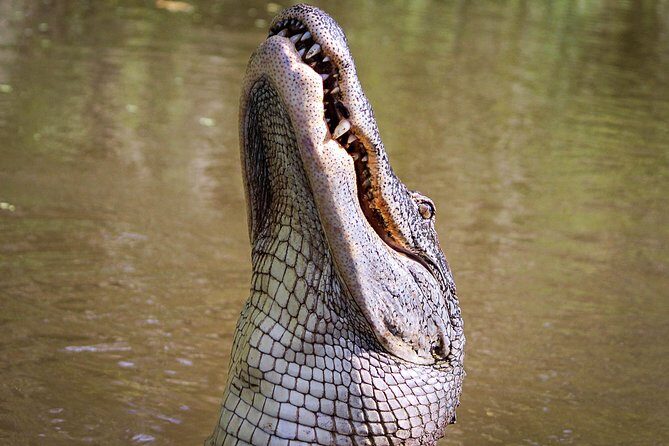 New Orleans Swamp Tour Boat Adventure with Transportation - Price and What You Actually Get for About $60