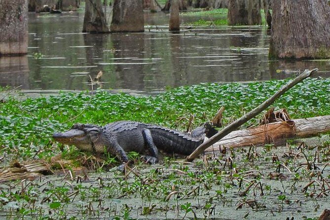 Oak Alley Plantation and Swamp Boat Tour from New Orleans - What I’d pack and how I’d prepare for a smoother day
