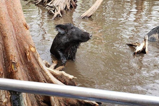 Private Tour of the Honey Island Swamp - Getting on board: the shaded boat and real wildlife-watching comfort