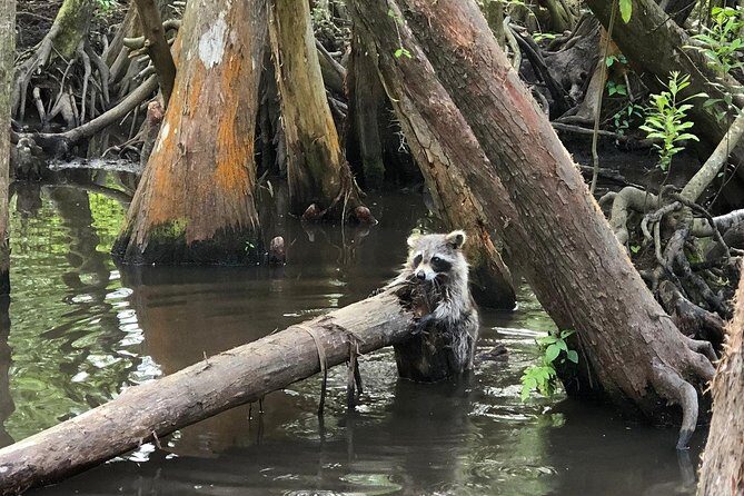 Private Tour of the Honey Island Swamp - Wildlife spotting with a professional wetland ecologist guide