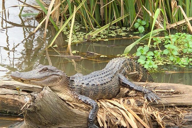 Private Tour of the Honey Island Swamp - Customizing your time: making the tour match your group