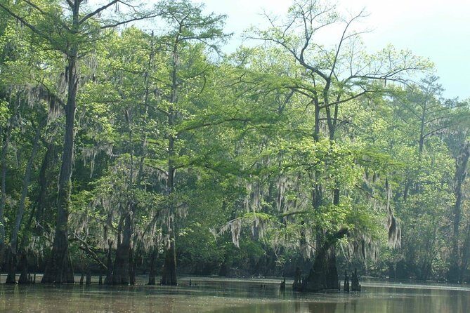 Private Tour of the Honey Island Swamp - The West Pearl River start: your first sightlines matter